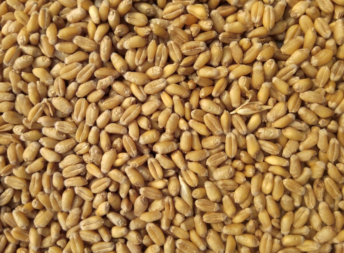 Épis de blé et farine blanche dans un bol