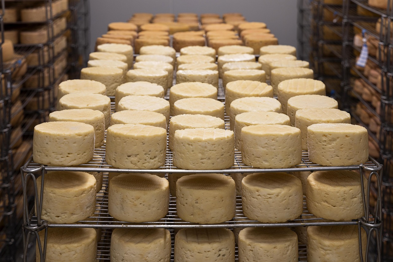 Meules et portions de fromage disposées comme pour illustrer la fabrication