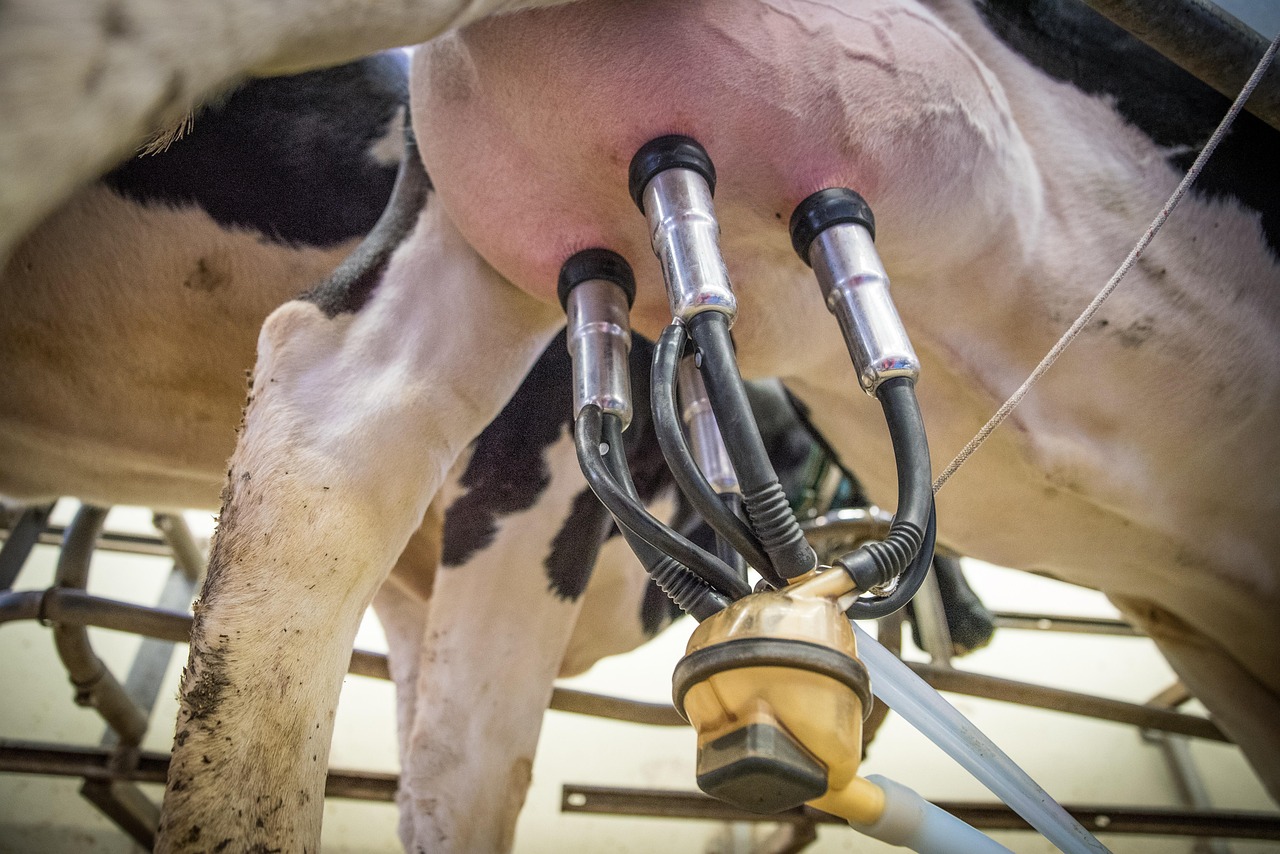 Lait blanc versé depuis un pichet dans un bol