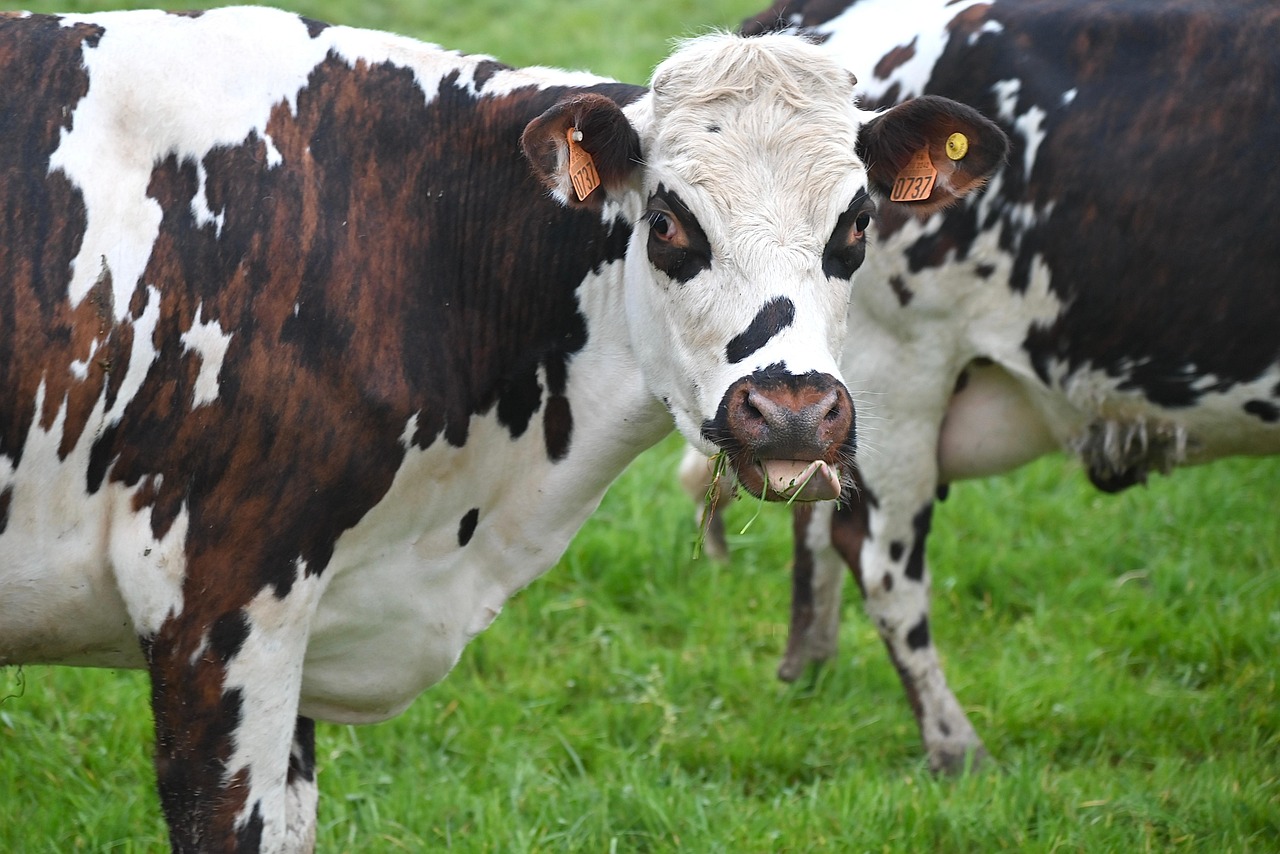 Vache brune et blanche paissant dans un pré vert