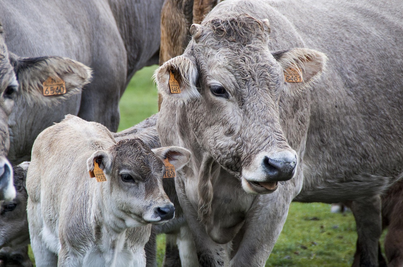 Tête de vache brune vue de près dans un champ